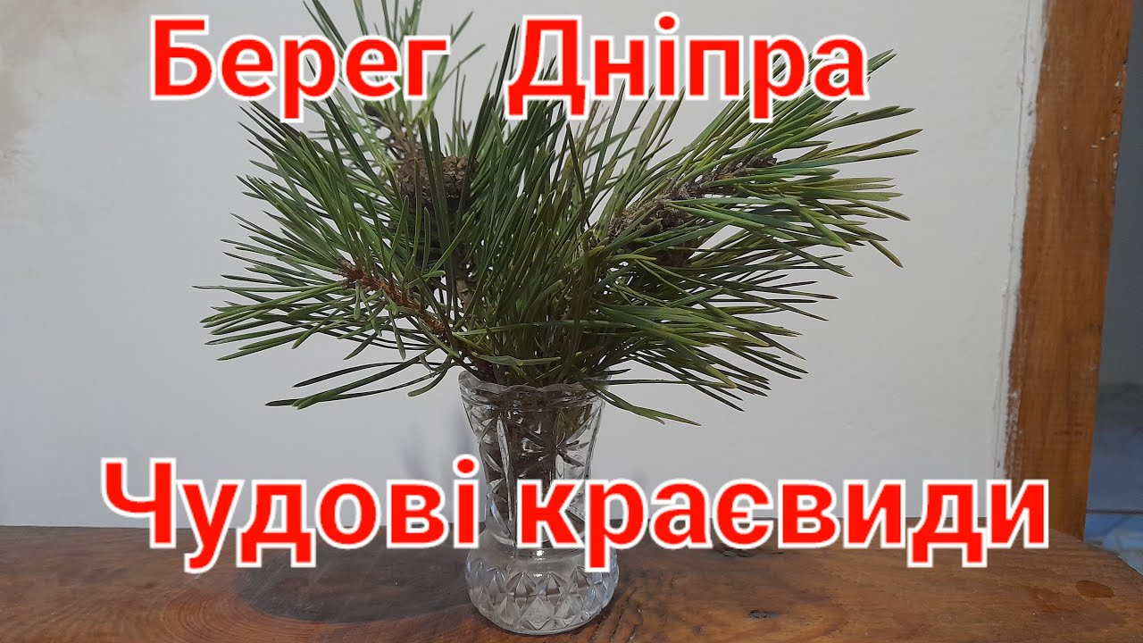 Прогулянка до Дніпра. Лютий. Боровиця.