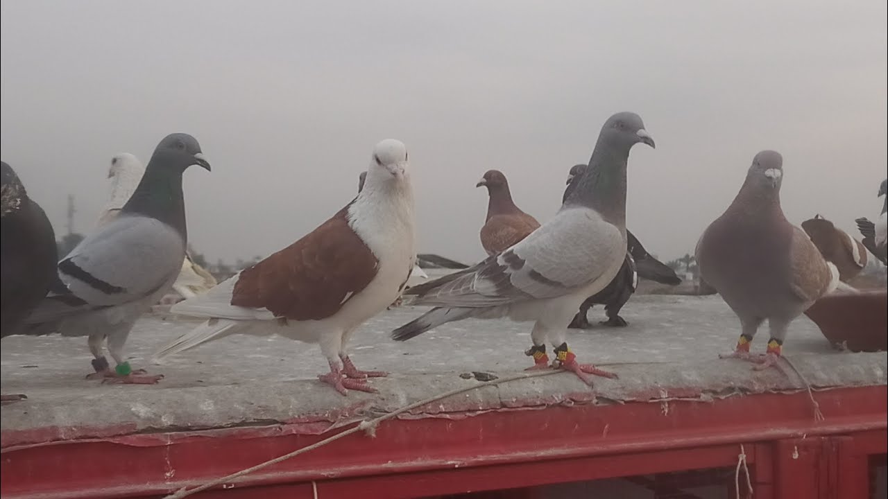 Goola Kabootarbazi Pigeon Ka Shooq اج گولو کبوتر بازی لڑائیاں کا شوق 