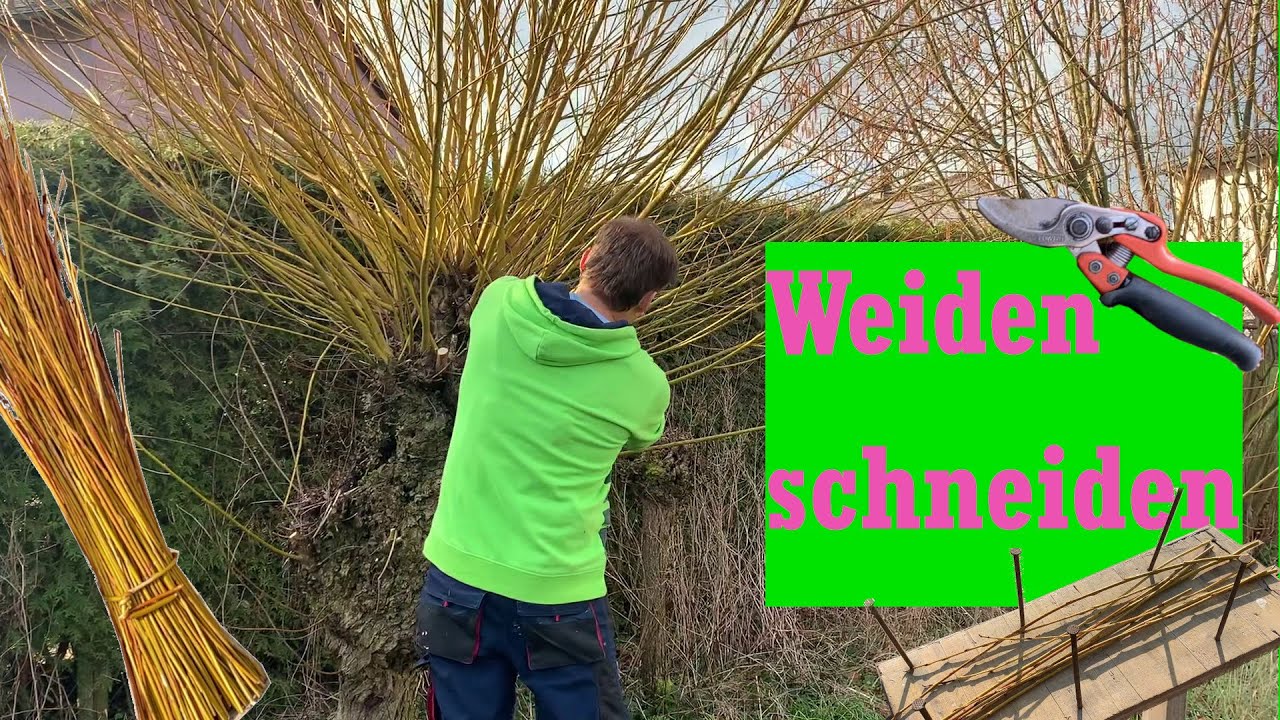 Weiden: Pflanzen anbinden ohne Plastik