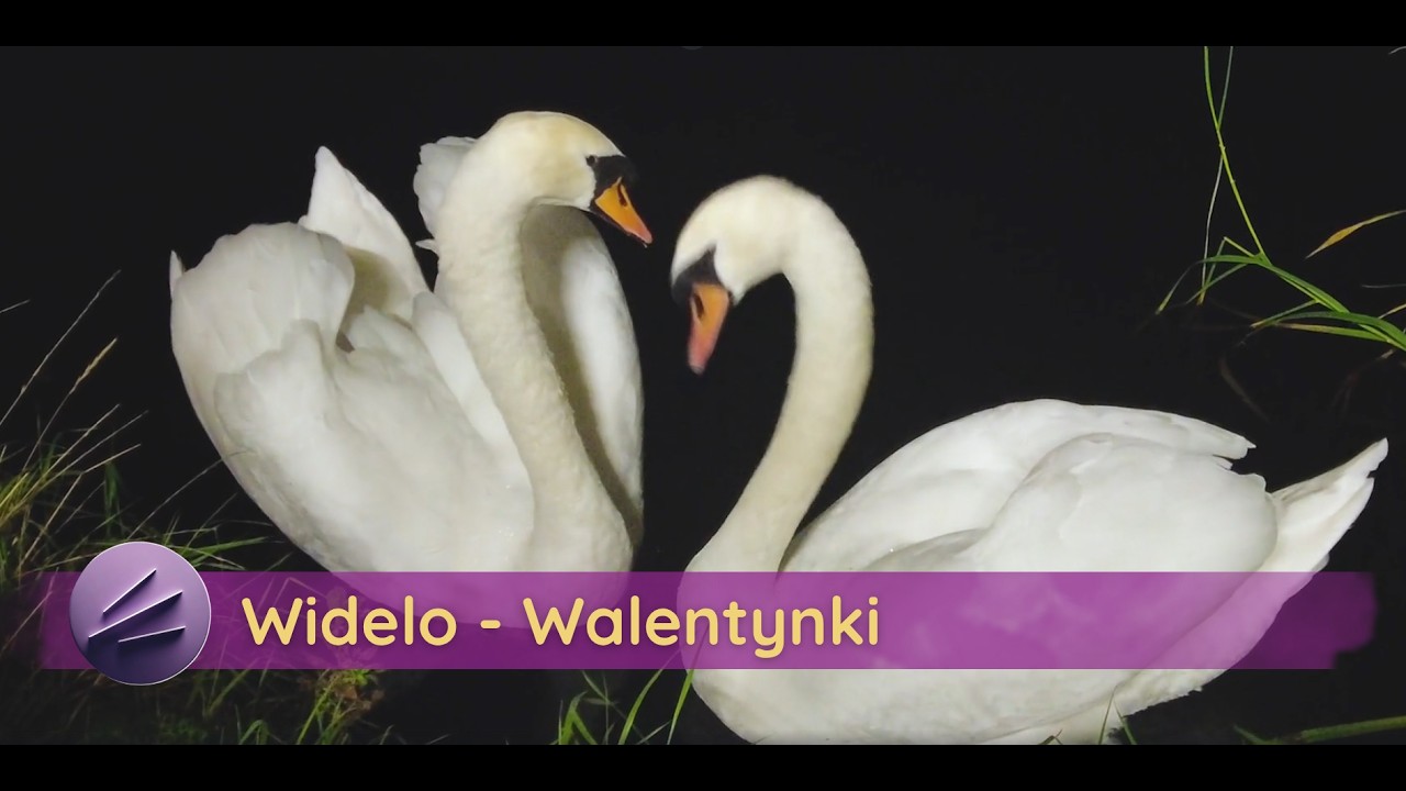 ❤️ Walentynki dla Dzieci | Piosenka Edukacyjna o Świętym Walentym | Widelo ❤️