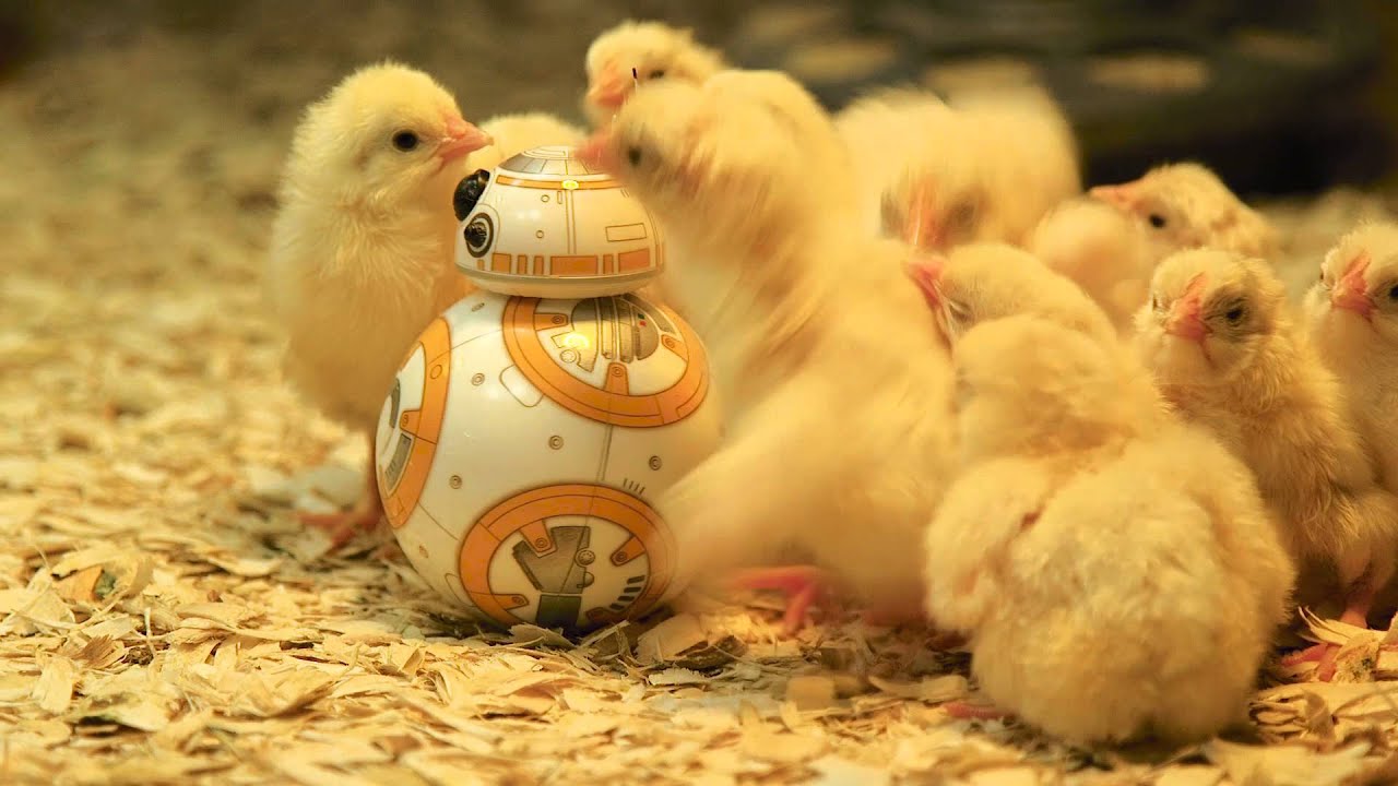 BB-8 Visits the Museum