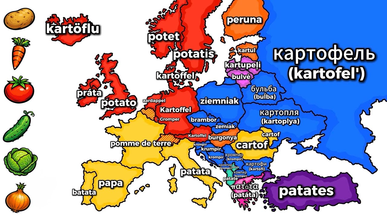 Vegetables | Comparison of European Languages