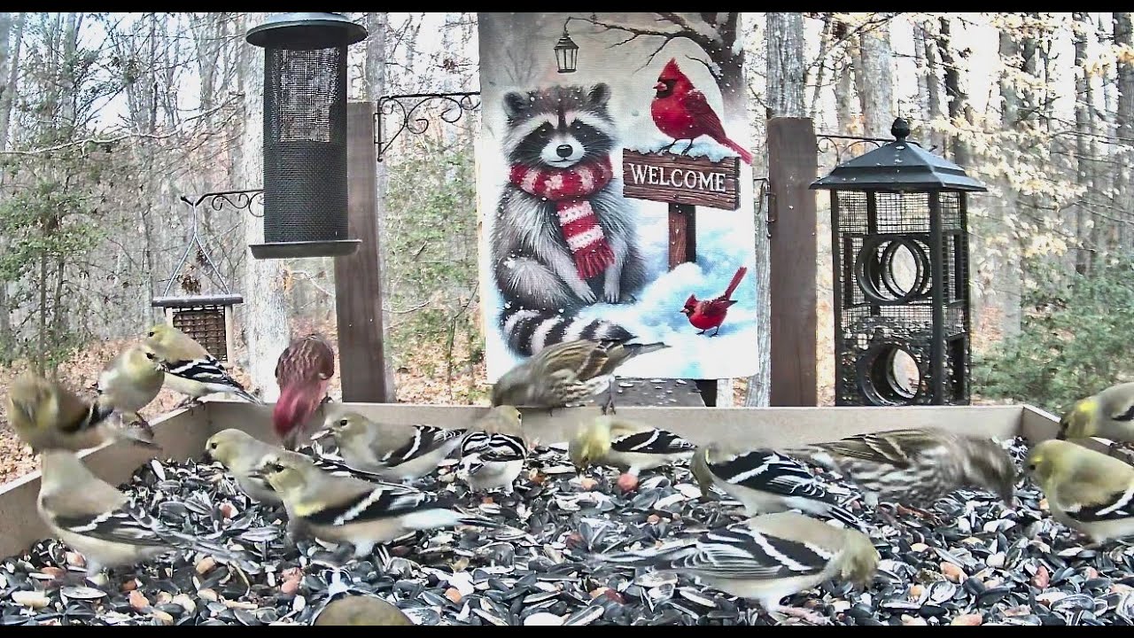 LIVE STREAMING BIRDS ** BOTB Feeding Platforms  ** 3/1/2026