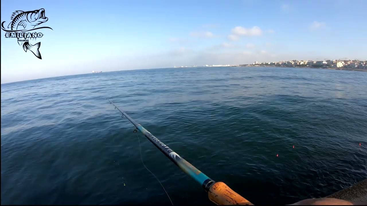 PESCA à BÓIA  ( Capturas) Sargos, Safias, Cavalas, Badejo, Carapau, Bogas Tainhas  EmilianoFishing