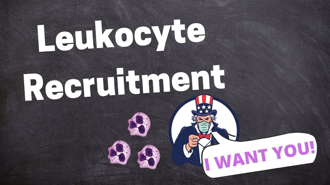 Acute Inflammation and Leukocyte Recruitment