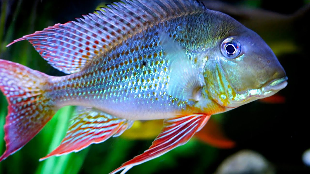 55 Gallon Breeding for Profit Options: A List of Beautiful Fish!