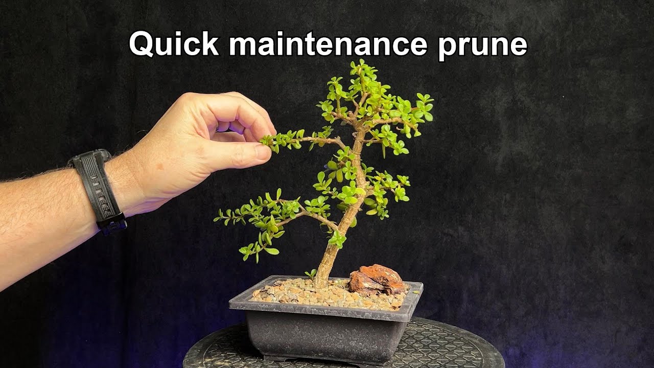Quick maintenance prune on a portulacaria afra lilliput bonsai tree #bonsai #portulacariaafra