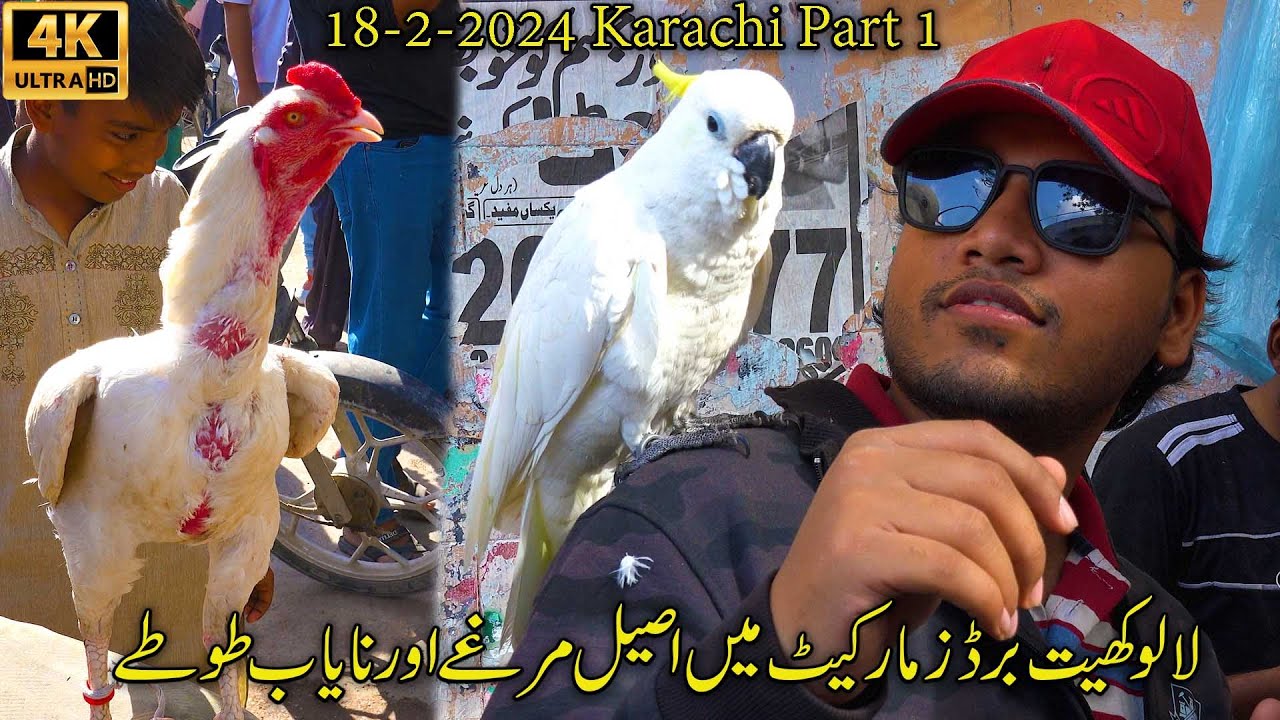 Lalukhet Exotic Birds Hen and Rooster Parrot Market 18-2-24 Karachi Part 1الطيور والببغاوات الجميلة