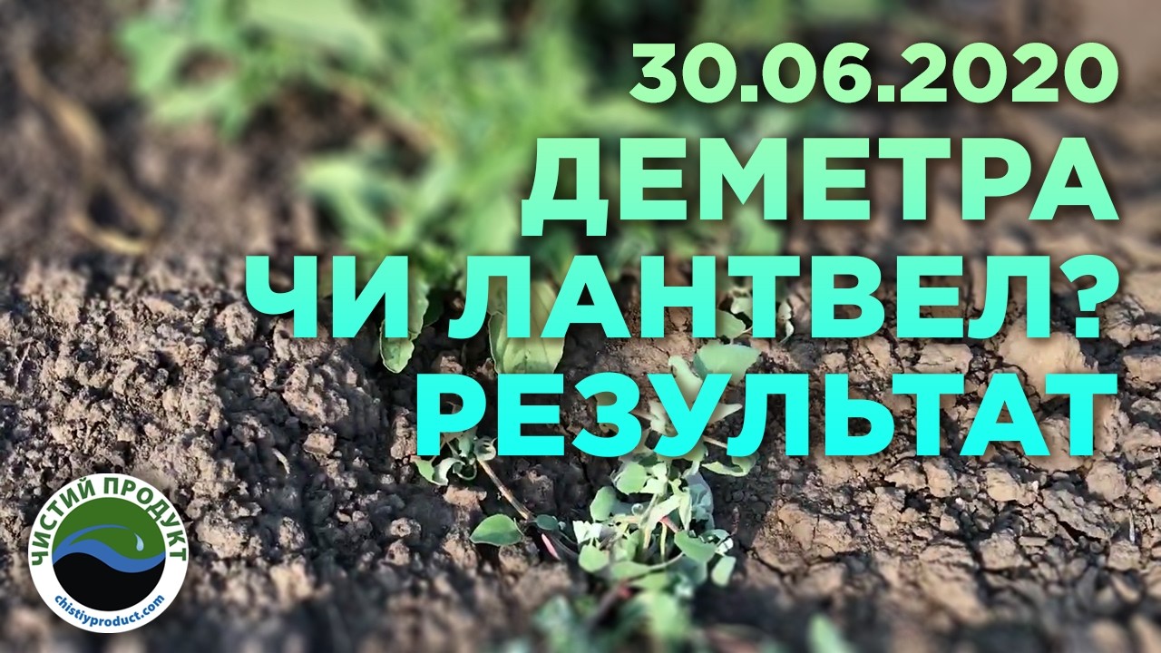 АРХІВ. Як знищити лободу та щирицю на часнику? Досвід застосування Деметри та Міури