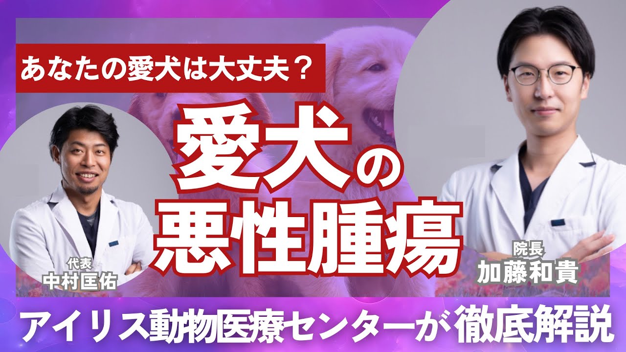 《獣医師が解説》脾臓の血管肉腫について