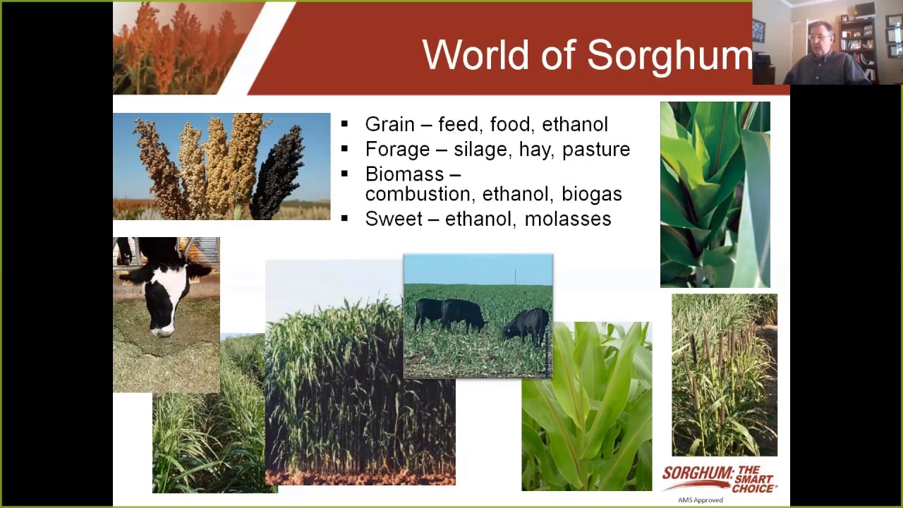 Getting to Know Sorghum