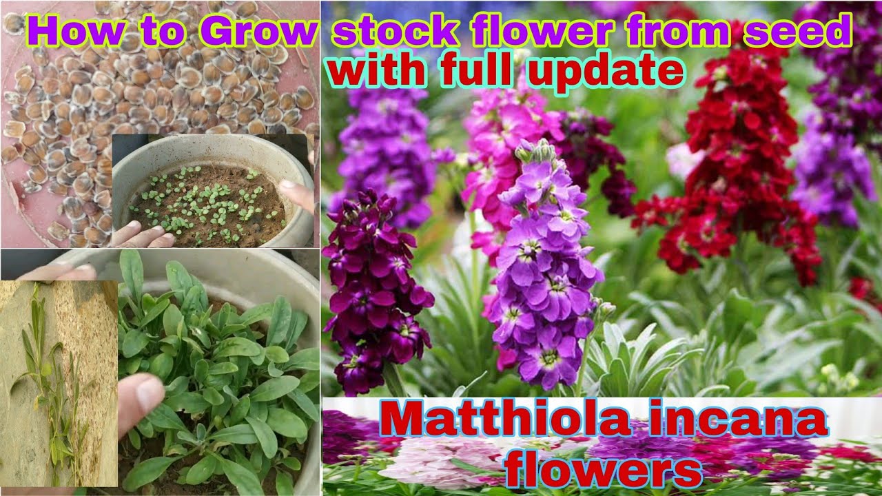 How to grow stock flower from seed with update|स्टॉक फूल को बीज से कैसे उगाये|#stockflower