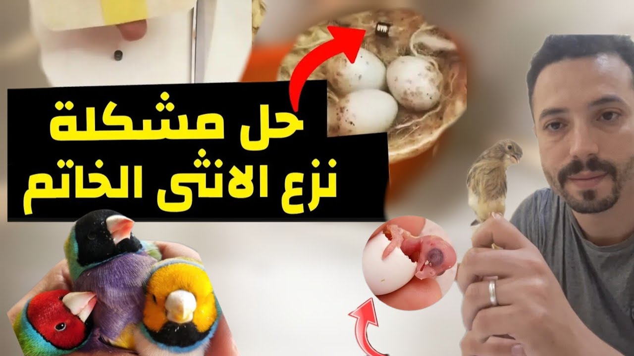 حل رمي أنثى الكناري فراخها خارج العش بعد تحجيل و تفقد الأعشاش هروب دايموند كولد 🕊#كناري