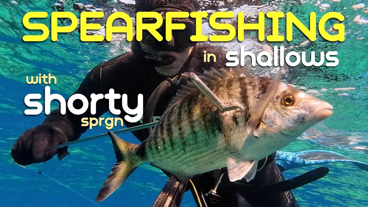 Spearfishing🔱in shallows🤿 with shorty🐟Ψάρεμα στα ρηχά με κοντό όπλο Giannis Petsopoulos fishing