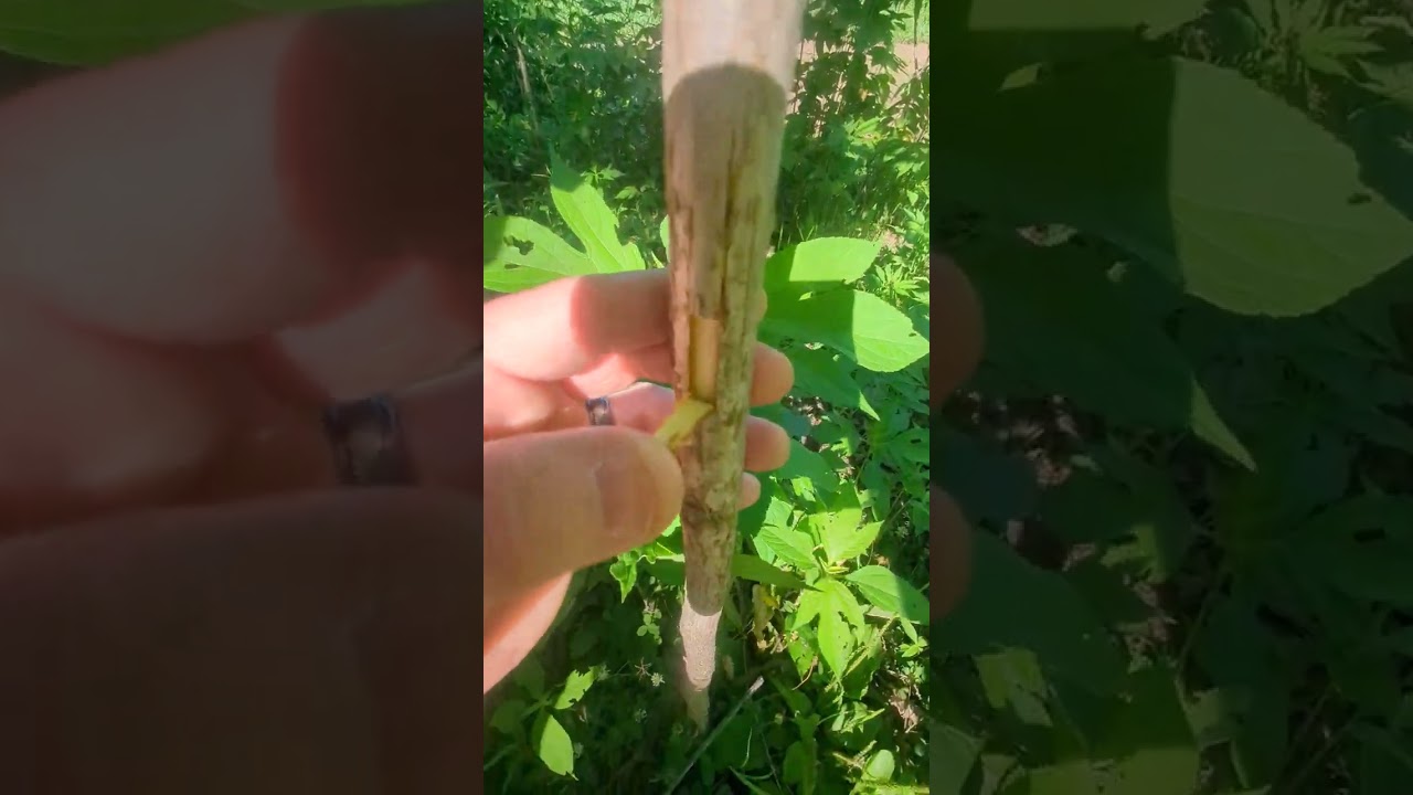 Green Chip and Bud Graft Demonstration (English walnut bud / scion on Black Walnut rootstock