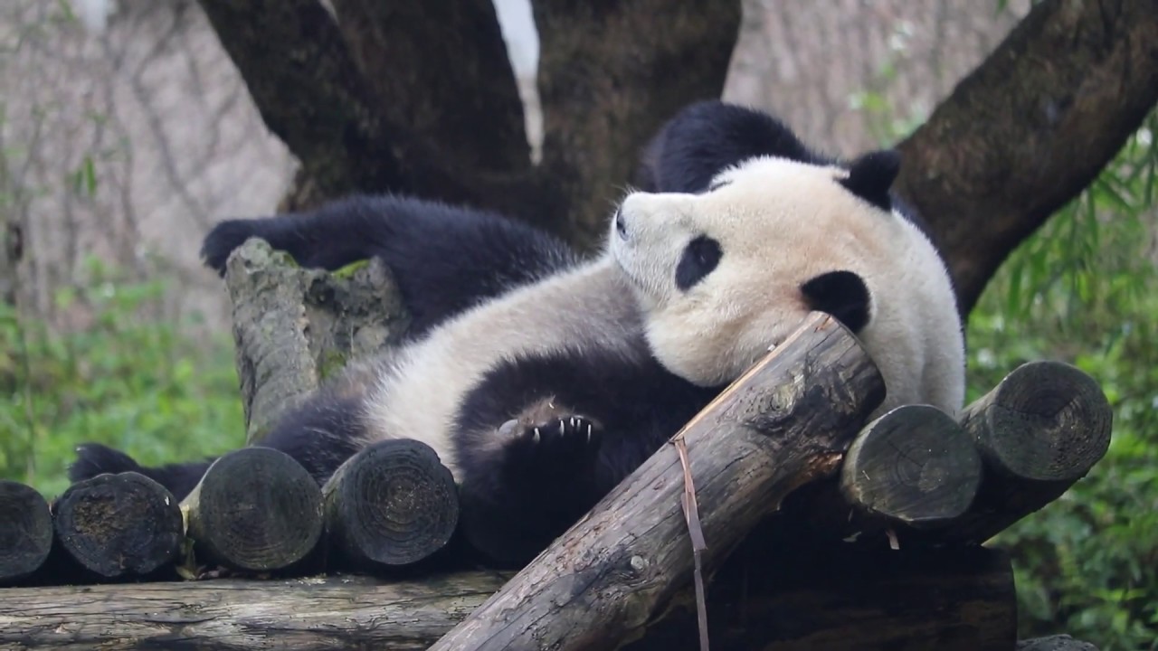 20200207 彪爸哥姊齊聲哄 圓仔公主才肯動 Giant Panda Yuan Zai