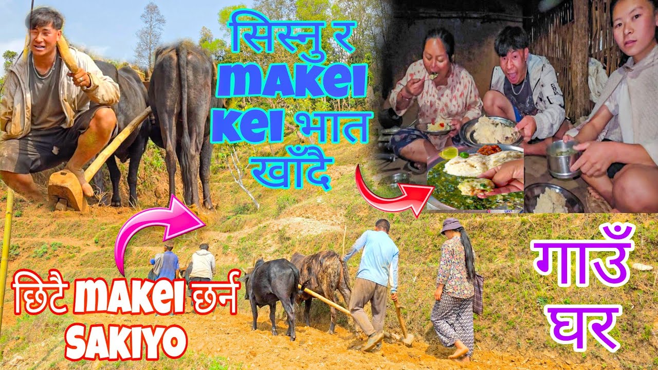 Makei छरि Sakera Beluka सिस्नु र भात Majale खाइयो।