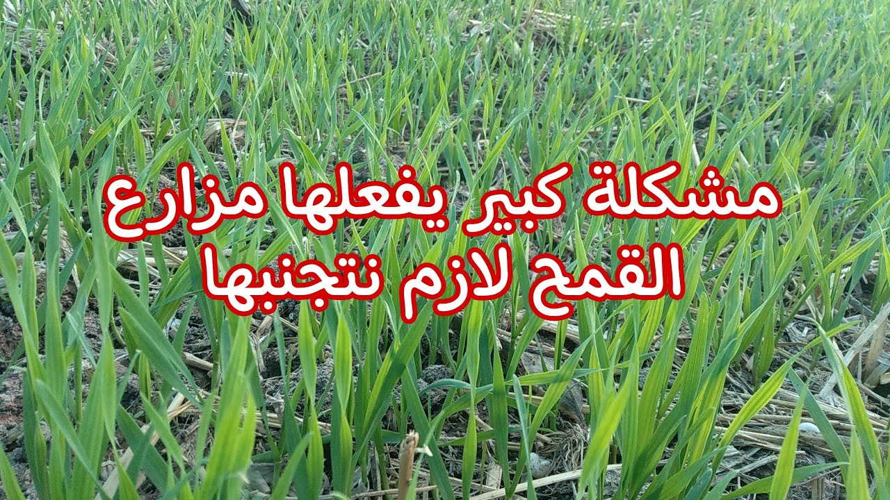 خطأ كبير يفعلة بعض مزارعين القمح يسبب ظاهرة الرقاد وصغر حجم السبلة وقلة المحصول