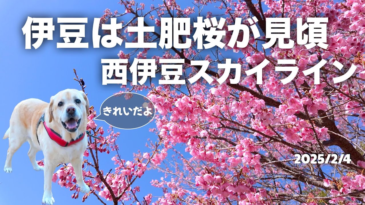 土肥桜は見頃、西伊豆スカイラインは絶景！　「人も犬もシニア」の伊豆高原移住生活