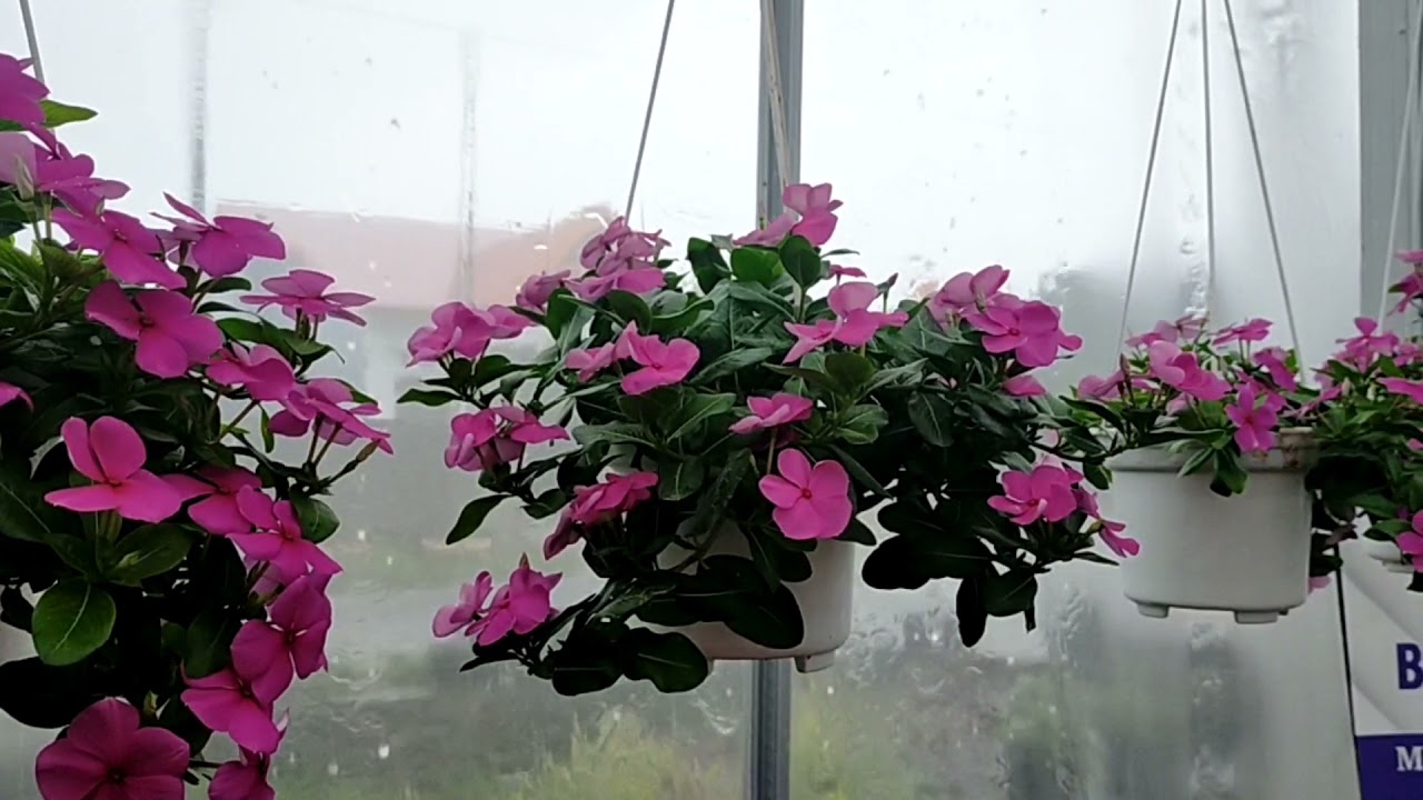 Vinca Juntai 