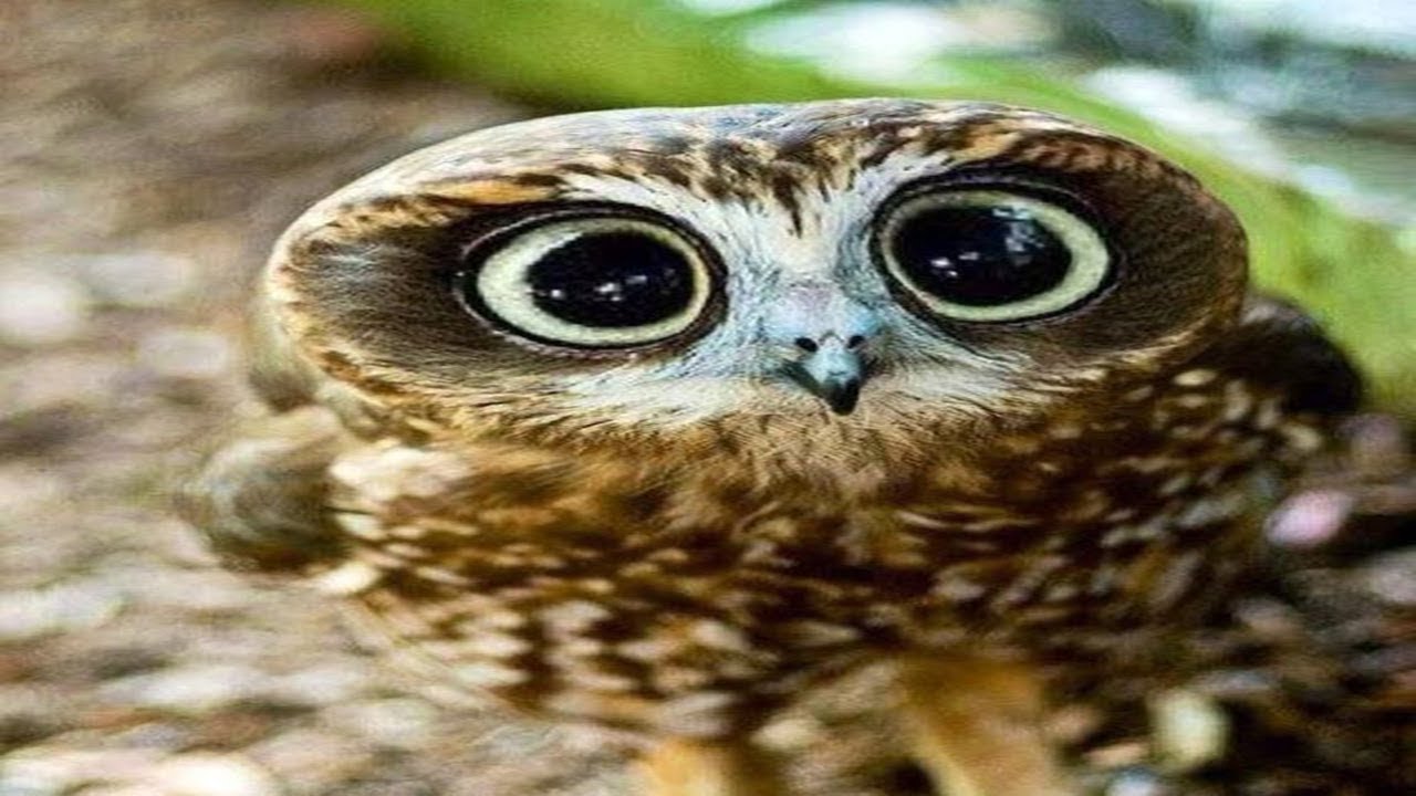 Funny Owls And Cute Owl Videos Compilation