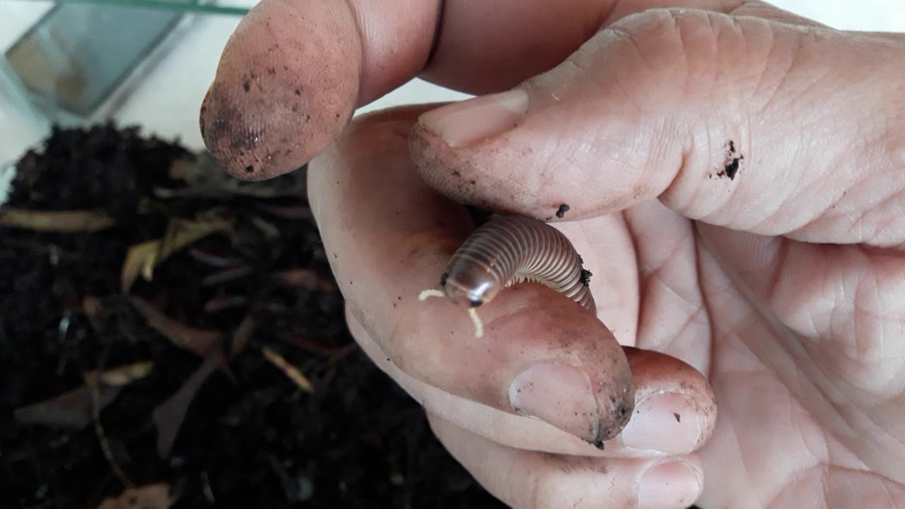 piolho-de-cobra (Miniápode) também Embuá ou Gongolo