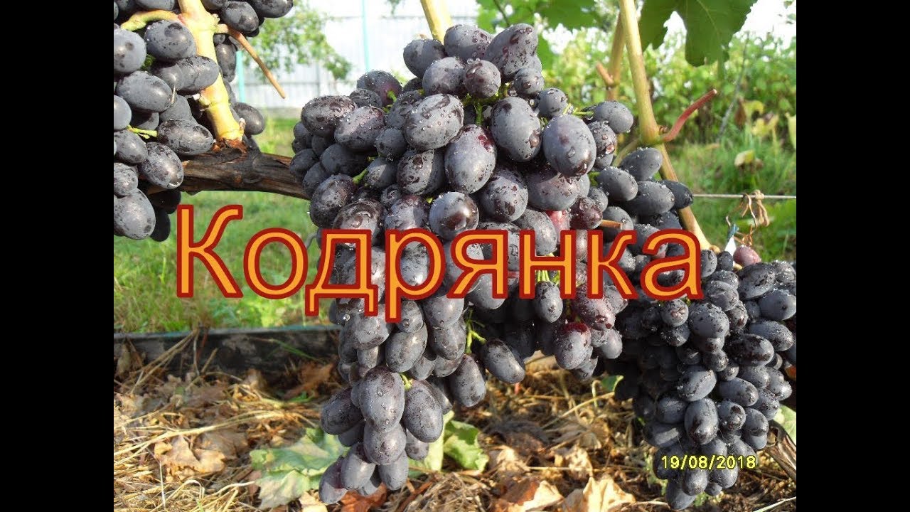 Виноград Беларуси . Лидчина .Сорт винограда - Кодрянка.