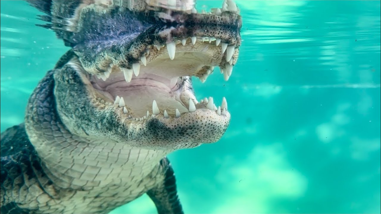 Gators underwater, sanctuary vlog!! 