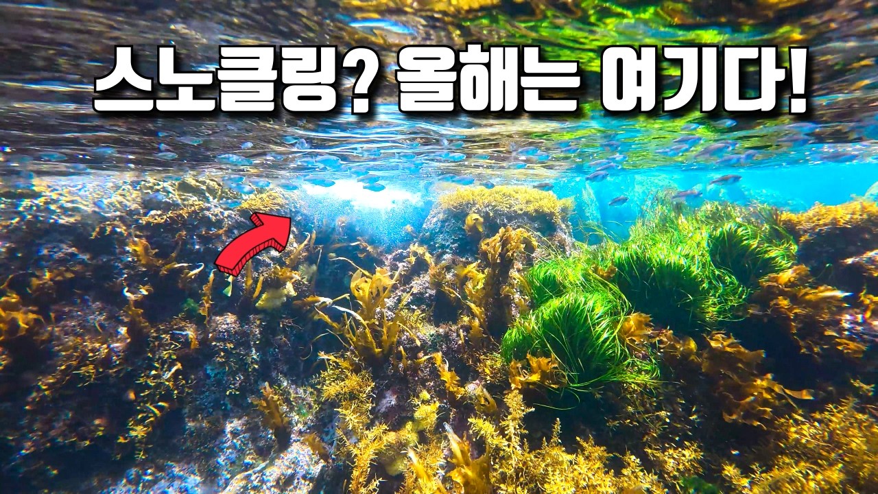 더 유명해지기전에가세요! 시야터지는 동해 스노클링 포인트 추천😍 | 강원도 양양
