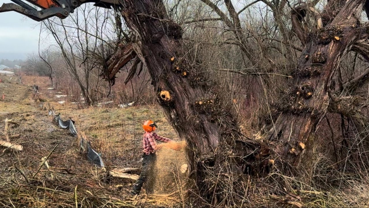 Cutting a Huge Sketchy Leaning Tree with a Chainsaw | Excavator Assist