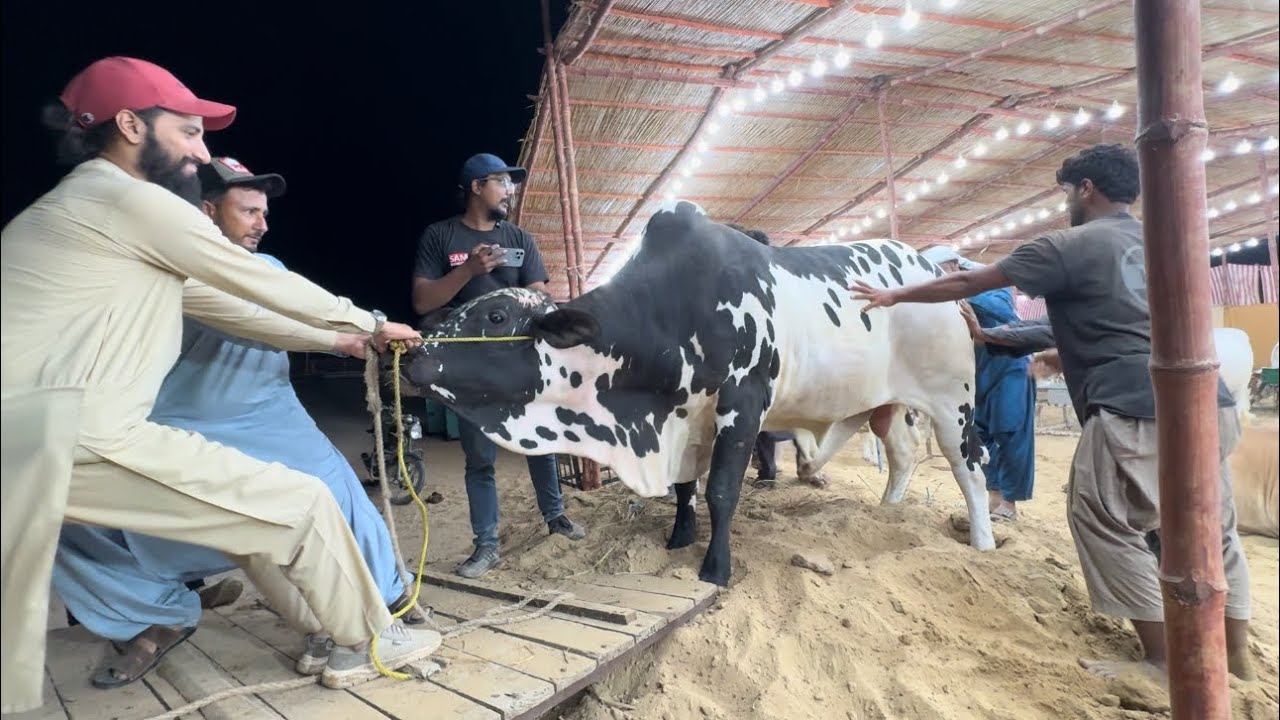 Alhamdulillah Our First Cow Sold 😍 | Ziddi Bachry Ki Loading Or Apny Farm Py Unloading 😂 | AR Maani