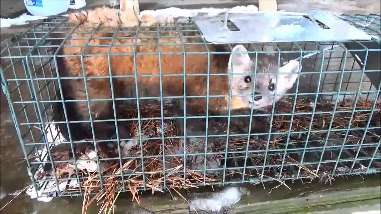 Pine Martin In A Live Trap. The Tent