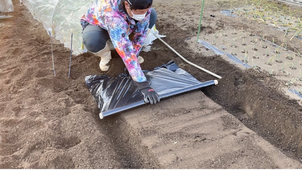 マルチの張り方　1人でできるビニールトンネル　21/2/4
