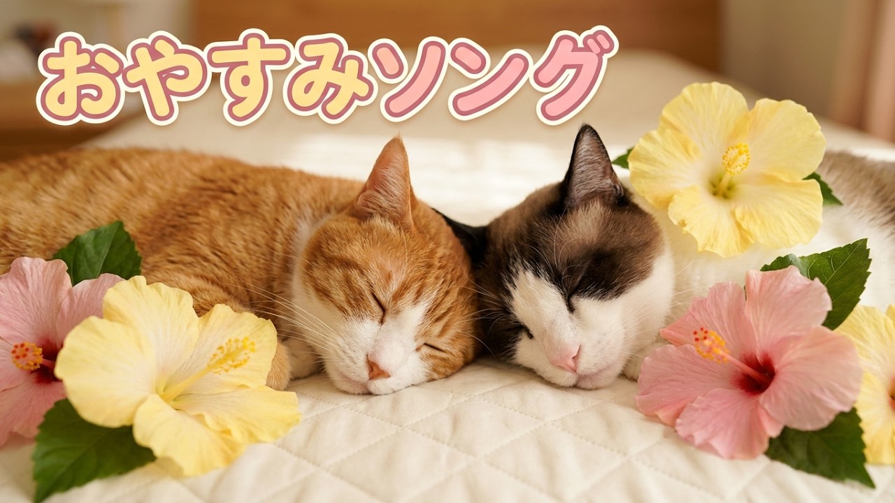 【Eテレ2355】眠れねこねこ うたたねこ ハワイ猫ケアとリオナ Sleep cat