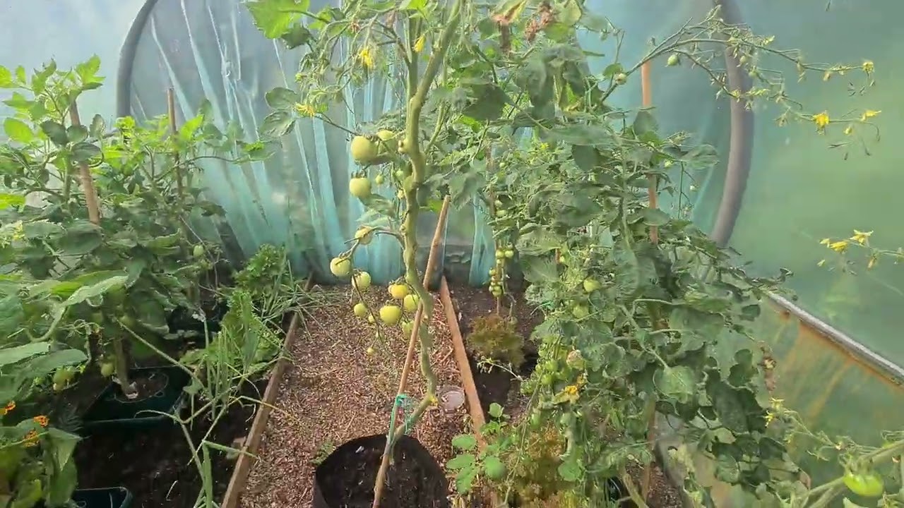 small polytunnel update, toping tomato plants