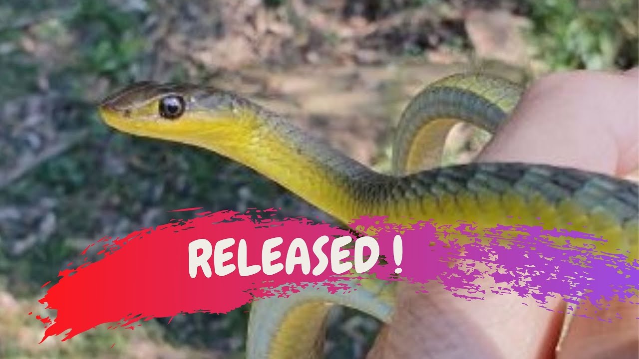 Green Tree Snake RELEASE - CrittaCam
