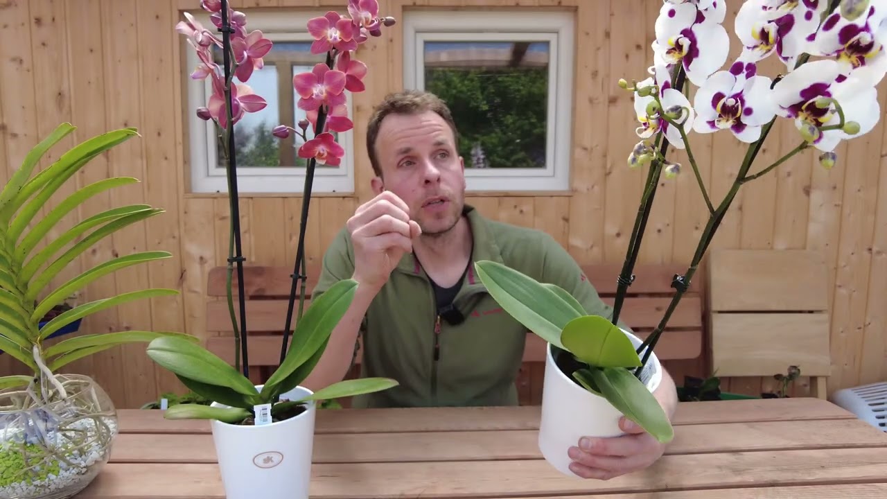 Orchidee misteriose   Phalaenopsis Elegant Polka Dots e Phalaenopsis Horizon