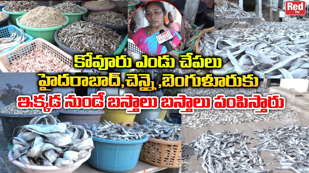 కోవూరు ఎండు చేపలు మార్కెట్ | Kovuru dry Fish Market |Nellore| Wholesale Dry Fish Market In Ap |RedTv
