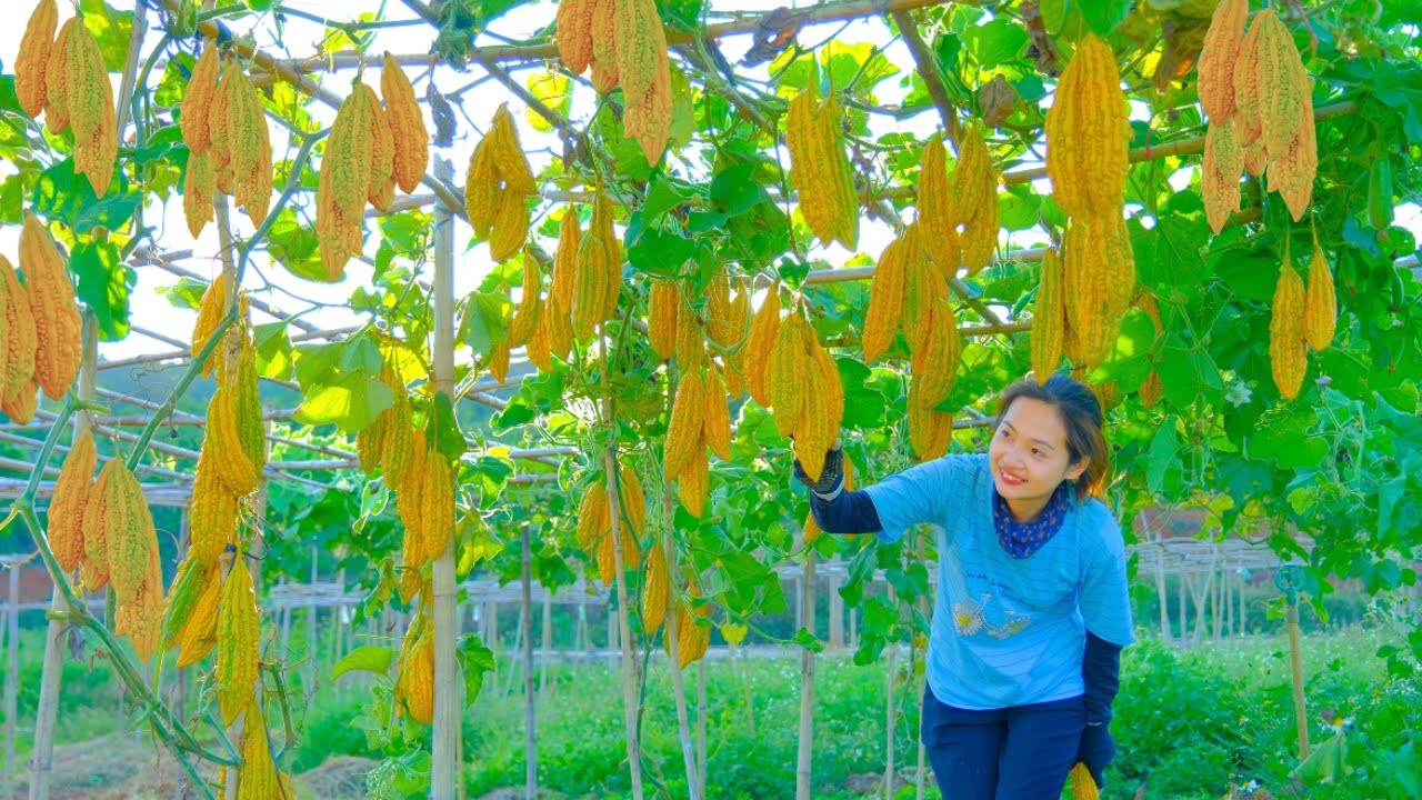 Harvesting Yellow Bitter Melon Goes To Market Sell - Sow bitter melon seeds, Cooking, Daily Life