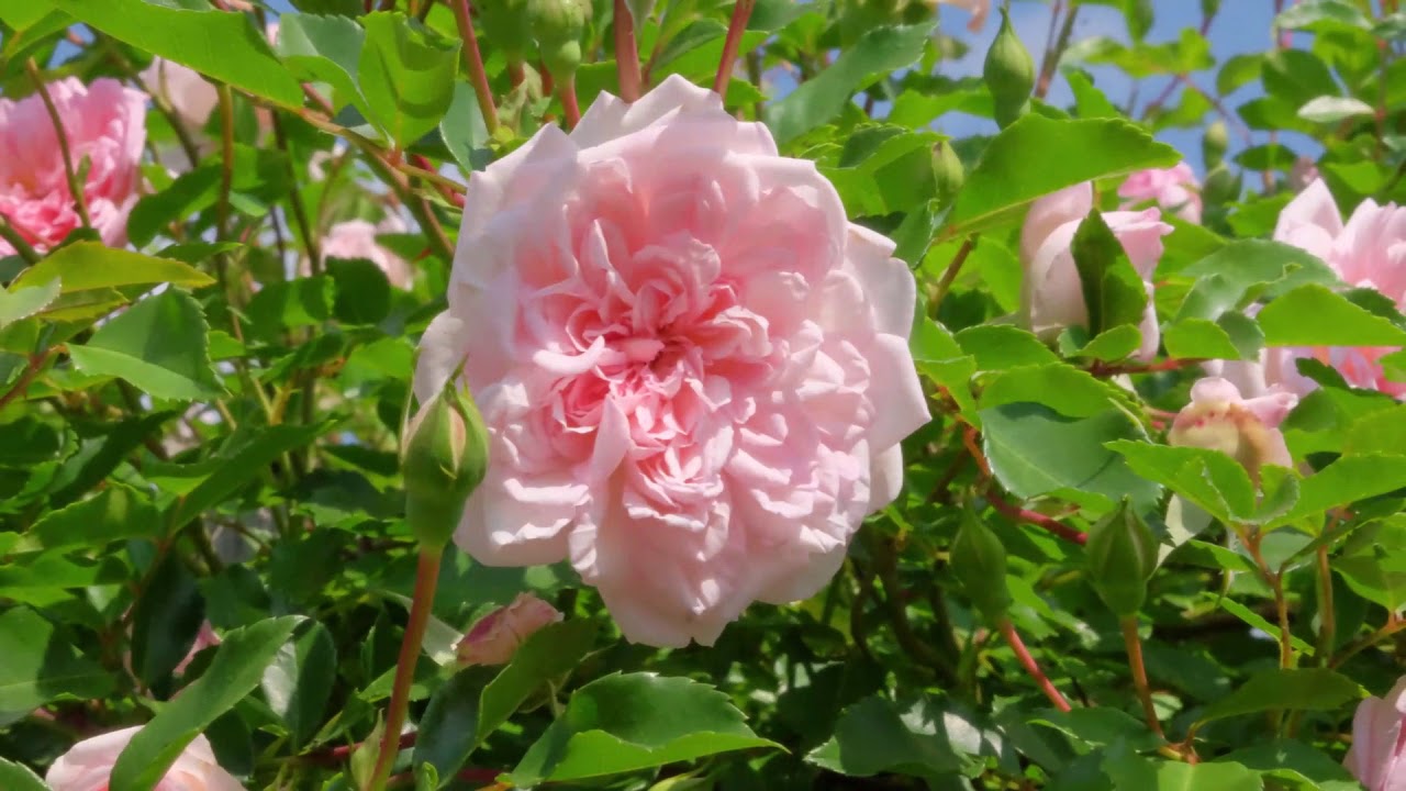 Unser Rosengarten     2020