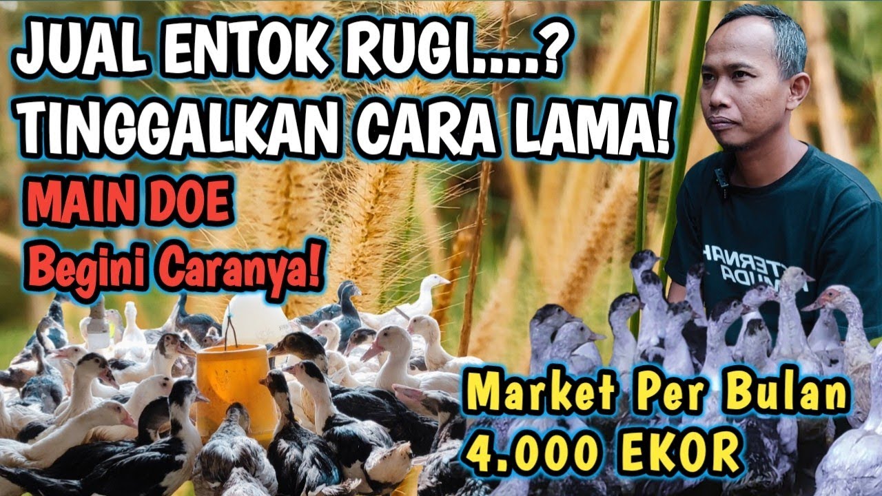DAHSYAT❗4.000 EKOR DOE PER BULAN, CARA TERMUDAH UNTUNG TERNAK ENTOK,IDE USAHA KECIL SUKESES #ENTOK