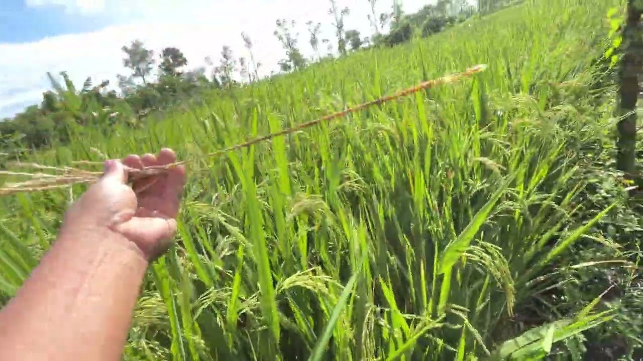 Kehidupan sehari hari di pulau lombok,Pesona alam di lombok ntb