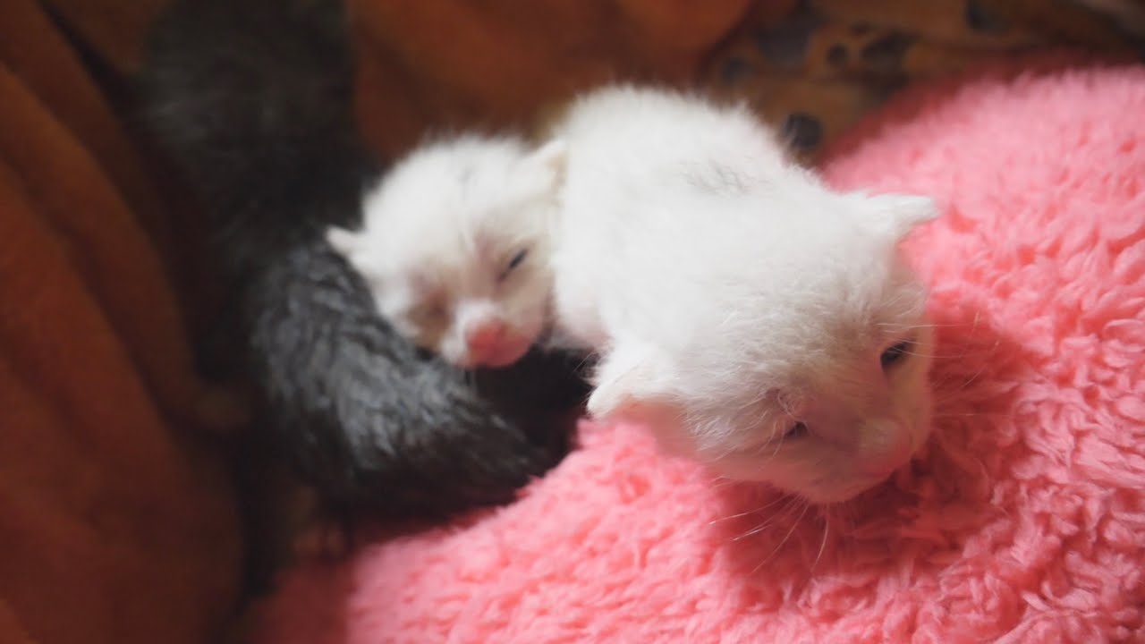 【子猫】ミルクを少しずつ飲めるようになってきました！