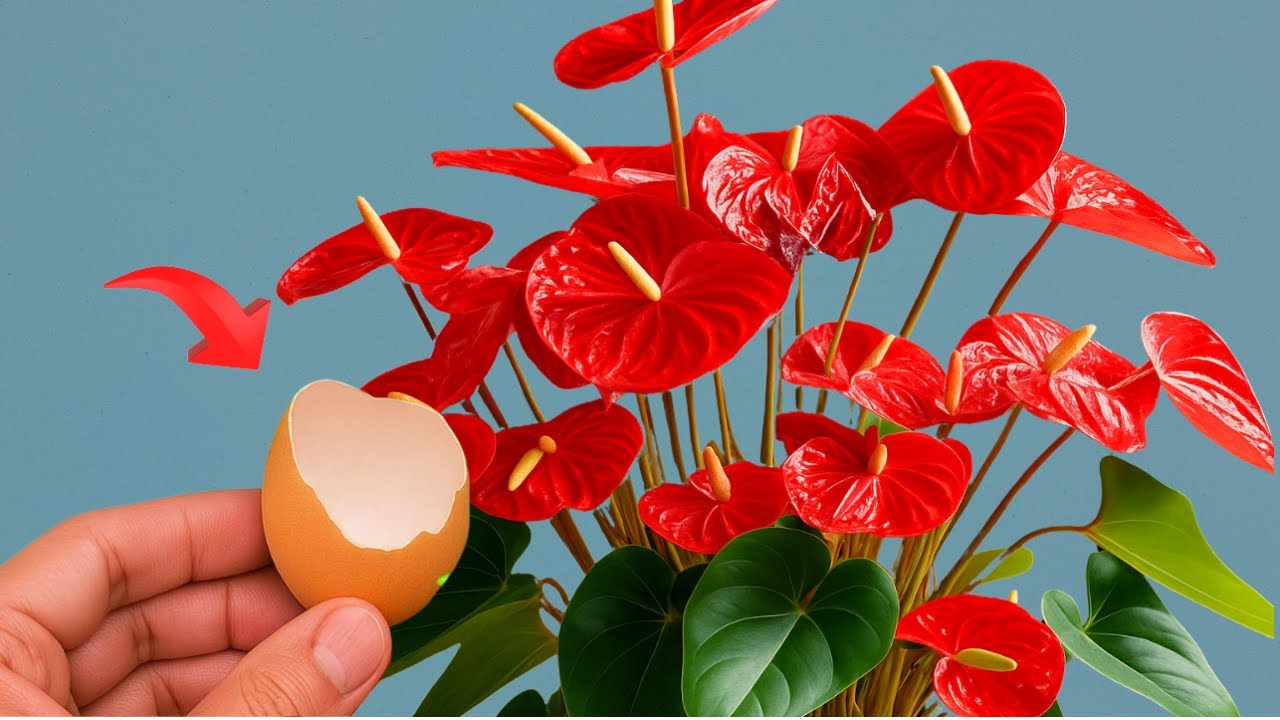 Just need an Eggshell! Anthurium will bloom 100 flowers and root all year round