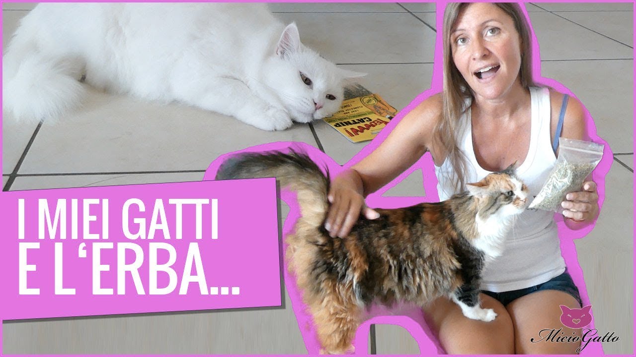 Erba gatta o catnip: che effetti ha?