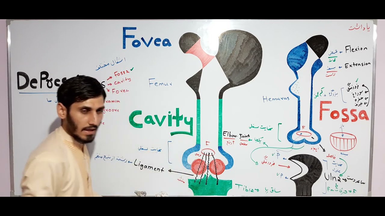 اصطلاحات مربوط به اسکلیت (درس 3) بخش دوم
