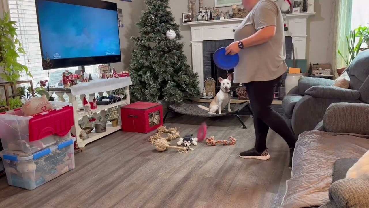 Cleo | 2 Year Old Mixed Breed | Advanced Obedience | OverWatch K9 Academy | Training Journey 