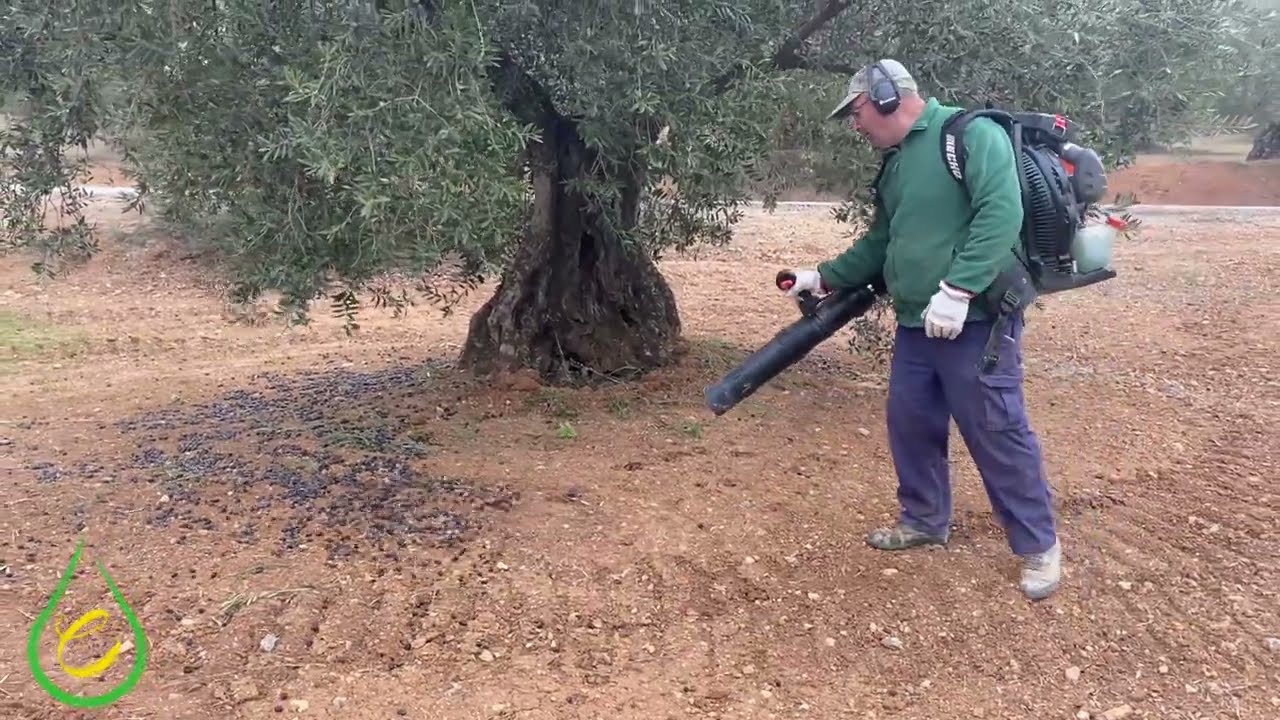 eoloe - 101 - 20/02/2023 - Soplado de soleras del olivar.