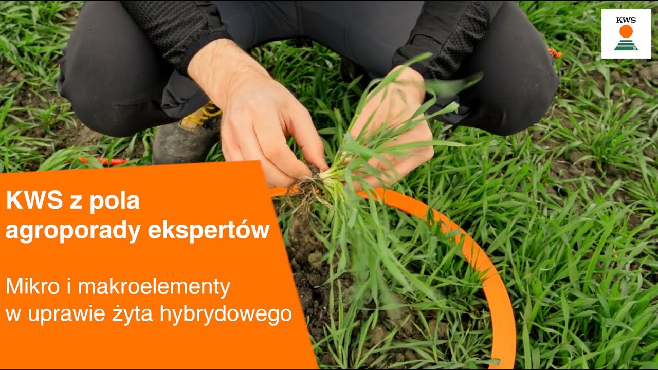 Mikro i makroelementy w uprawie żyta hybrydowego / KWS z pola AGROPORADY EKSPERT&Oacute;W