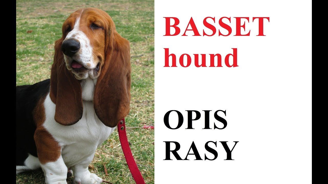 BASSET hound - OPIS RASY